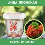 Айва японская
